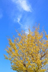 Fototapeta premium 秋の黄色いイチョウとの木と鮮やかな秋空の縦画像