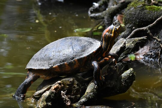 Closeup shot of a Northern red-bellied cooter turtle (Pseudemys rubriventris) resting on a log
