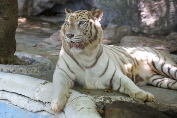 Close up white tiger is sit down and rest on floor
