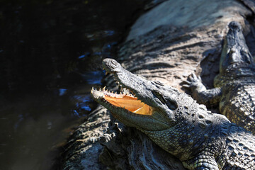 Close up head crocodile is rest in garden
