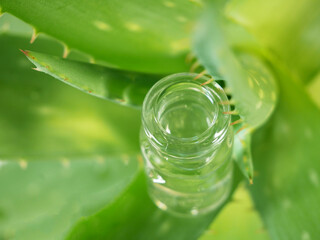 Aloe Vera plant, herbal medicine for skin treatment and use in spa for skin care in bottle. Herb in nature