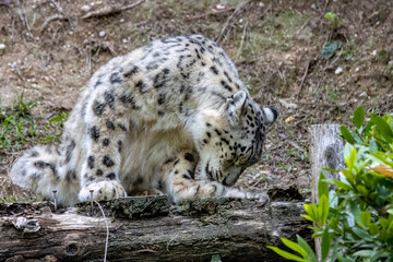 leopardo delle nevi