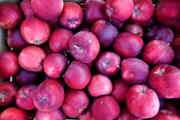 red chief , fresh harvested apples in autumn