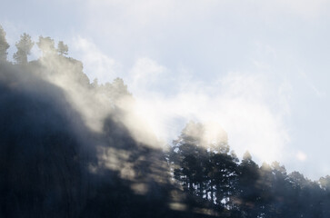 Morro de Pajonales cliff and forest of Canary Island pine Pinus canariensis in the fog. Inagua. Tejeda. Gran Canaria. Canary Islands. Spain.