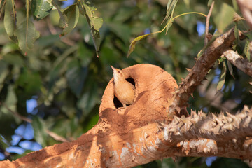 Brazilian Savannah Bird
This bird is very common in Brazilian Savannah