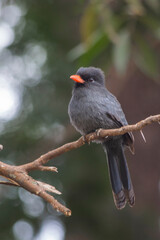 Brazilian Savannah Bird
This bird is very common in Brazilian Savannah