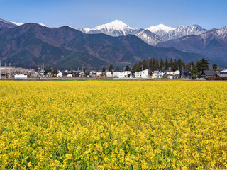 北アルプスと菜の花畑