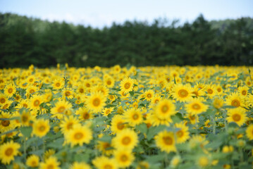 向日葵畑