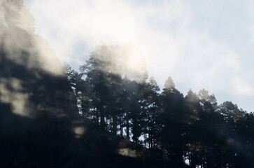 Fototapeta premium Morro de Pajonales cliff and forest of Canary Island pine Pinus canariensis in the fog. Inagua. Tejeda. Gran Canaria. Canary Islands. Spain.