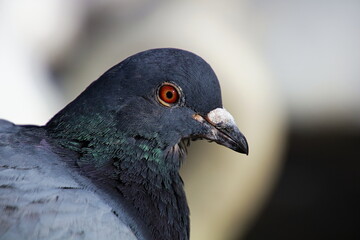 Pigeon