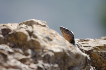 Gran Canaria giant lizard Gallotia stehlini. Male. Cruz de Pajonales. Integral Natural Reserve of Inagua. Tejeda. Gran Canaria. Canary Islands. Spain.