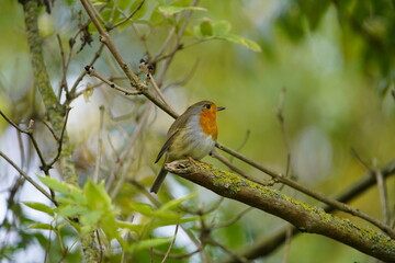 The European robin (Erithacus rubecula), known simply as the robin or robin redbreast. Muscicapidae fammily. Hanover, Germany.

