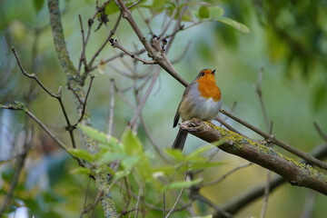 The European robin (Erithacus rubecula), known simply as the robin or robin redbreast. Muscicapidae fammily. Hanover, Germany.

