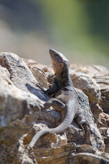 Gran Canaria giant lizard Gallotia stehlini. Male. Cruz de Pajonales. Integral Natural Reserve of Inagua. Tejeda. Gran Canaria. Canary Islands. Spain.