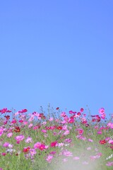 秋の青空と満開のピンクのコスモスの背景 フレーム 縦