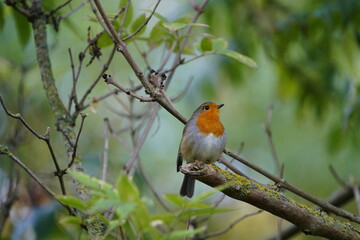 The European robin (Erithacus rubecula), known simply as the robin or robin redbreast. Muscicapidae...