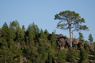 Forest of Canary Island pine Pinus canariensis. Integral Natural Reserve of Inagua. Tejeda. Gran Canaria. Canary Islands. Spain.