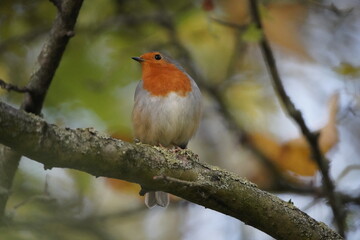 The European robin (Erithacus rubecula), known simply as the robin or robin redbreast. Muscicapidae fammily. Hanover, Germany.

