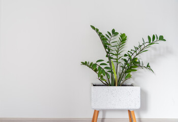 Green leaves of Zamioculcas on white background