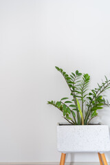 Fototapeta premium Green leaves of Zamioculcas on white background
