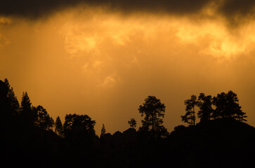 Forest of Canary Island pine Pinus canariensis at sunset. Integral Natural Reserve of Inagua. Gran Canaria. Canary Islands. Spain.