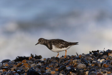Ruddy Turnstone Arenaria interpres on low tide on a flint pebble beach in Normandy, France