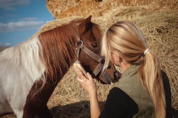 beautiful woman cleans horse with brush, authentic atmosphere of farm, spotted pony loves master....