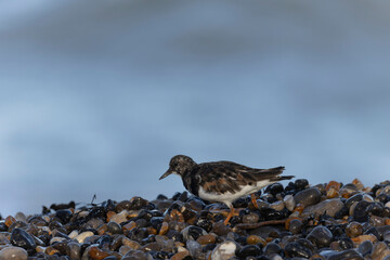 Ruddy Turnstone Arenaria interpres on low tide on a flint pebble beach in Normandy, France