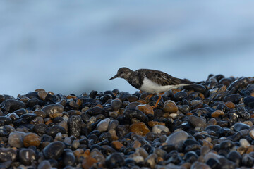 Ruddy Turnstone Arenaria interpres on low tide on a flint pebble beach in Normandy, France