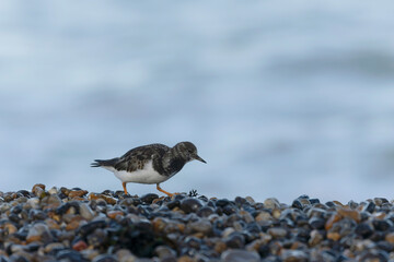 Ruddy Turnstone Arenaria interpres on low tide on a flint pebble beach in Normandy, France
