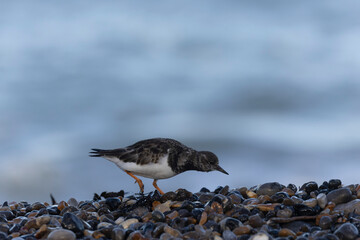 Ruddy Turnstone Arenaria interpres on low tide on a flint pebble beach in Normandy, France