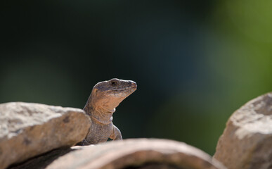 Gran Canaria giant lizard Gallotia stehlini. Male. Cruz de Pajonales. Integral Natural Reserve of Inagua. Tejeda. Gran Canaria. Canary Islands. Spain.
