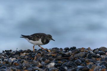 Ruddy Turnstone Arenaria interpres on low tide on a flint pebble beach in Normandy, France