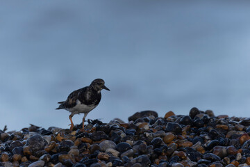 Ruddy Turnstone Arenaria interpres on low tide on a flint pebble beach in Normandy, France