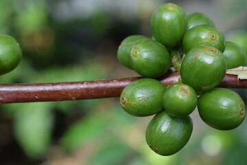 green olives on tree