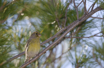 Atlantic canary Serinus canaria. Female. The Nublo Rural Park. Tejeda. Gran Canaria. Canary Islands. Spain.