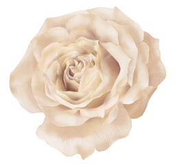 Roses realistics Floral illustrationhand paint digital clipart For design textiles, paper, wallpaper, backdrop