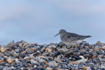 Purple Sandpiper Calidris maritima on a flint pebble beach on high tide in Normandy