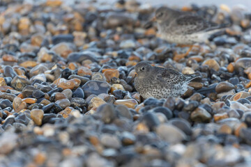 Purple Sandpiper Calidris maritima on a flint pebble beach on high tide in Normandy
