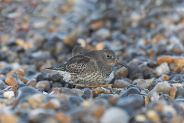 Purple Sandpiper Calidris maritima on a flint pebble beach on high tide in Normandy