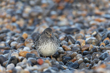 Purple Sandpiper Calidris maritima on a flint pebble beach on high tide in Normandy