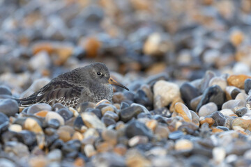 Purple Sandpiper Calidris maritima on a flint pebble beach on high tide in Normandy