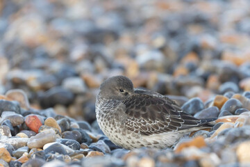Purple Sandpiper Calidris maritima on a flint pebble beach on high tide in Normandy
