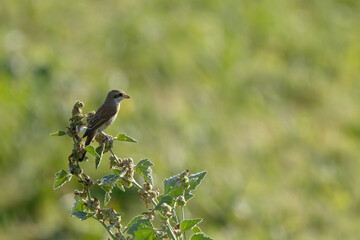 bird, natur, wild lebende tiere, tier, baum, green, 