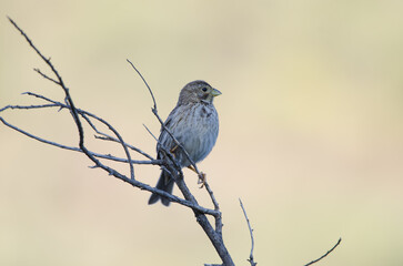 Corn bunting Emberiza calandra. The Nublo Rural Park. Tejeda. Gran Canaria. Canary Islands. Spain.