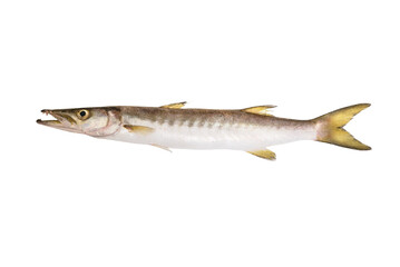 Barracuda isolated png