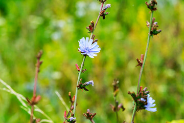 Chicory flower in the field close-up. Cichorium intybus in the autumn meadow