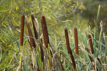 Faded Typha latifolia. Typha  is a genus of about 30 species of monocotyledonous flowering plants in the family Typhaceae - obrazy, fototapety, plakaty