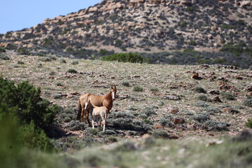 A mustang mare with foal. 