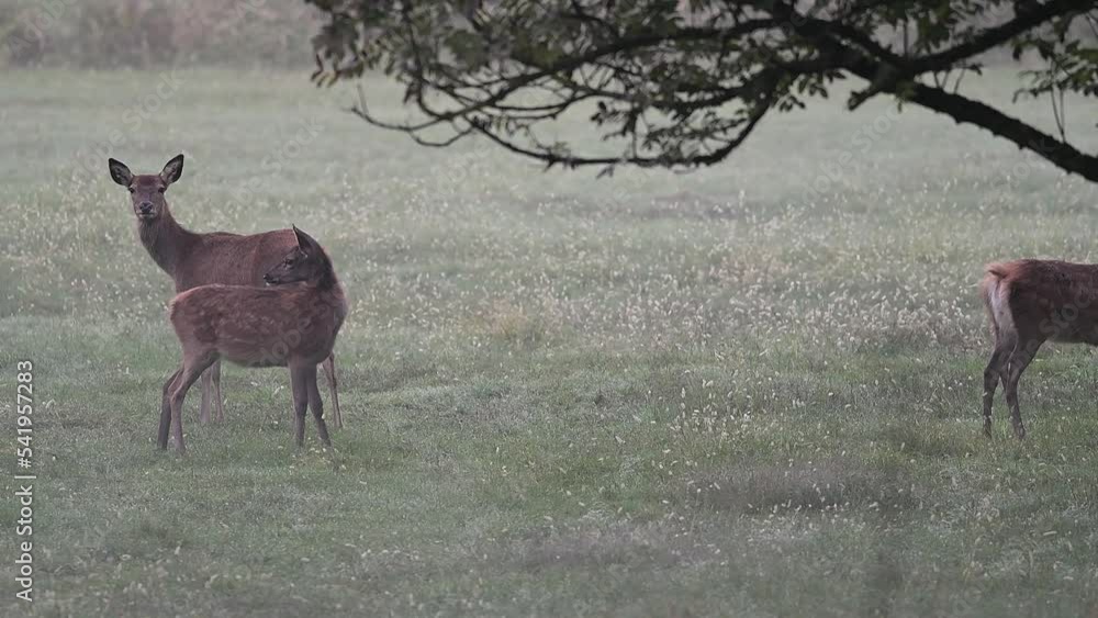 Wall mural Deer female with its cub at dusk (Cervus elaphus)